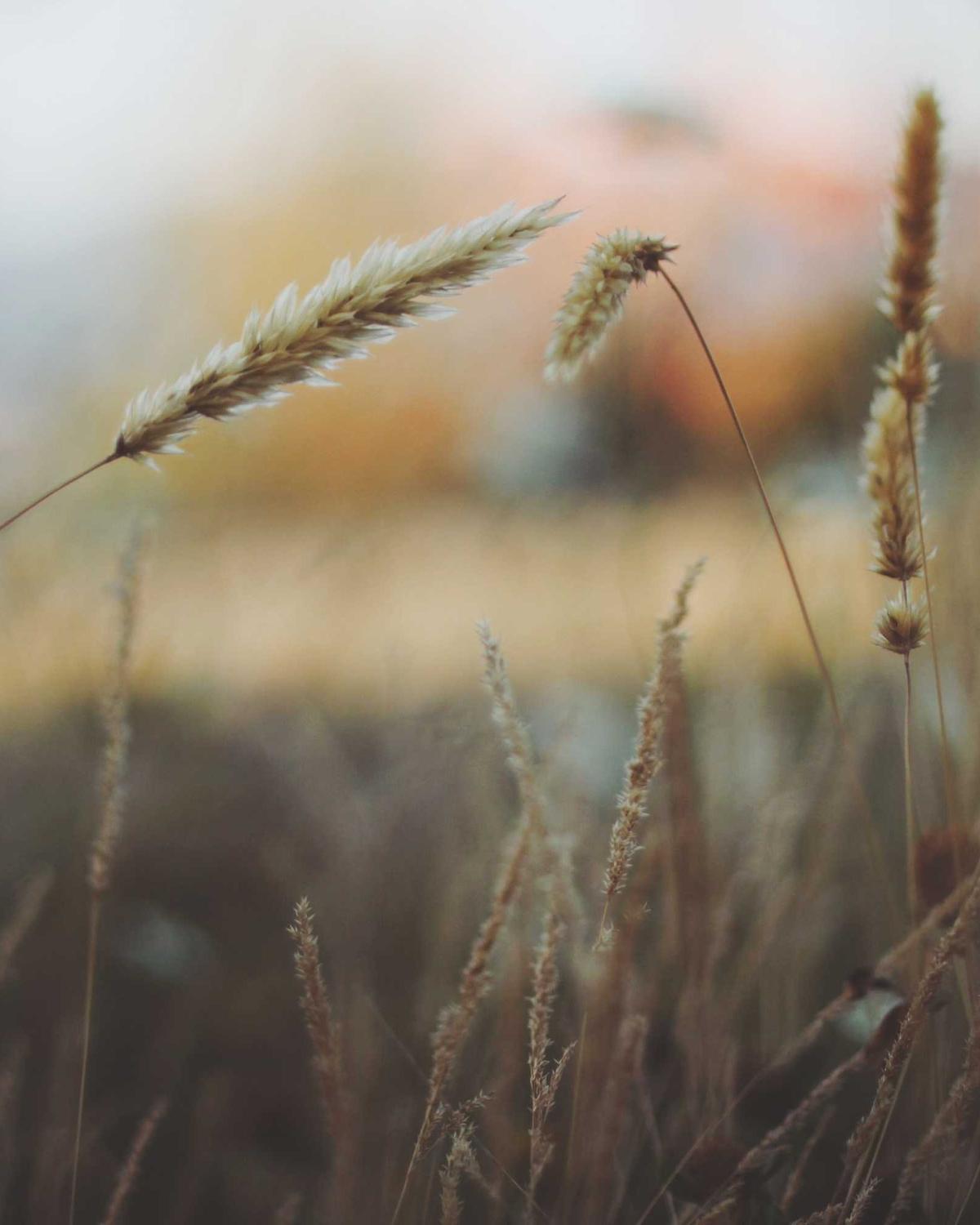 Rüzgârın Yankısı — 4 Görsel