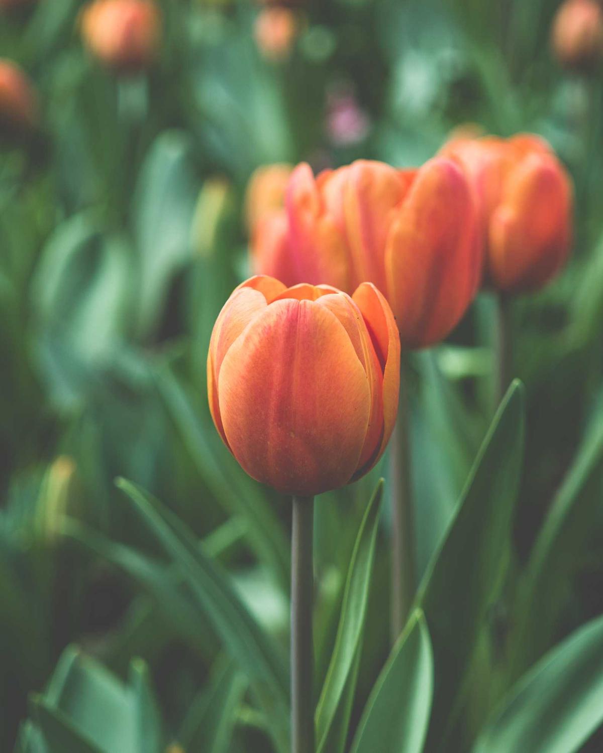 Unutulan Deniz — 1 Görsel