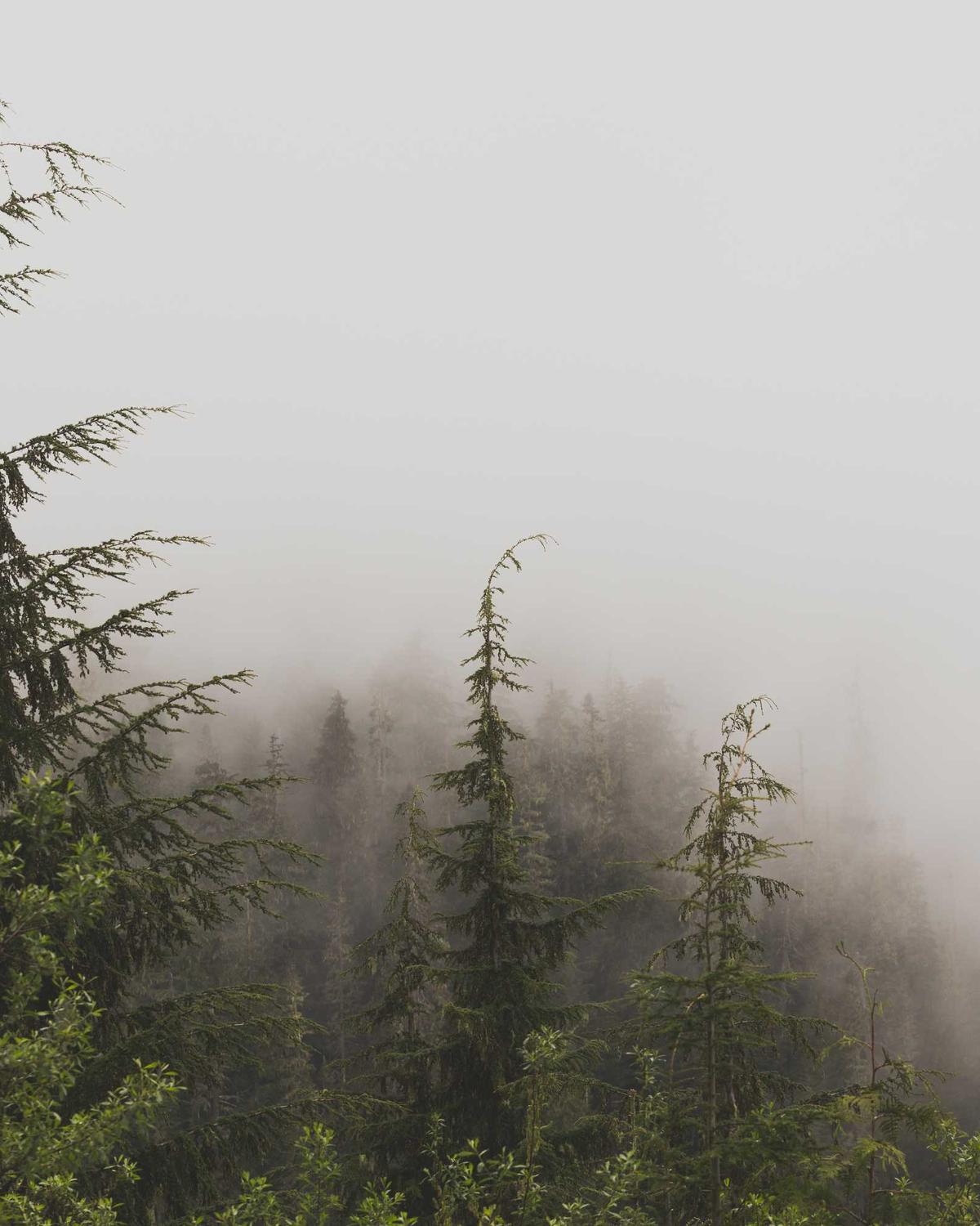 Sonbahar Nefesi — 1 Görsel